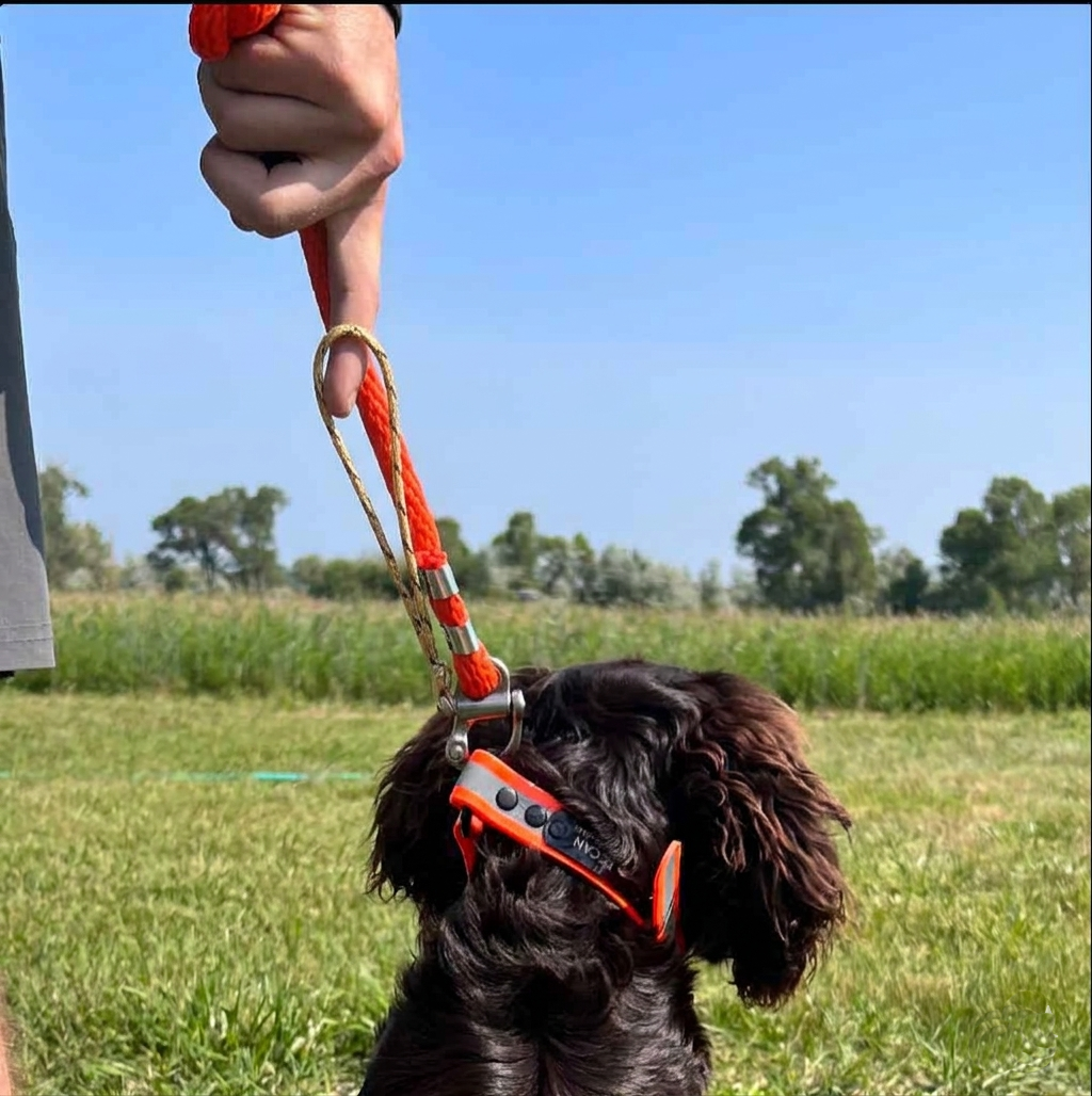 GDO Quick-Release Check Cord – GunDog Outdoors