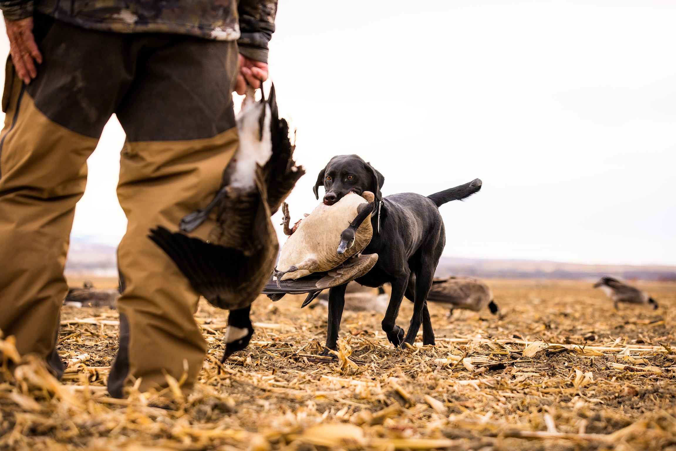 Preparing your gun dog for the upcoming hunting season.