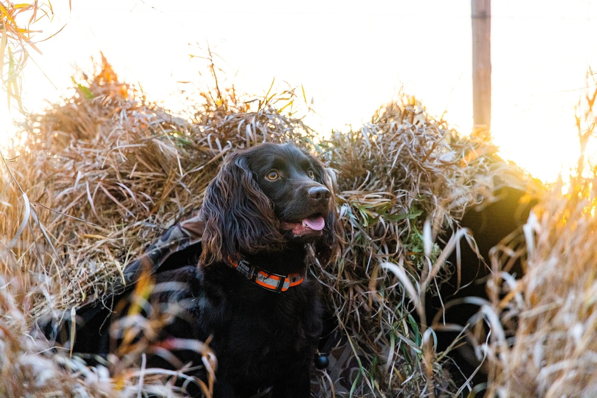 Taking a new dog out for their first hunt