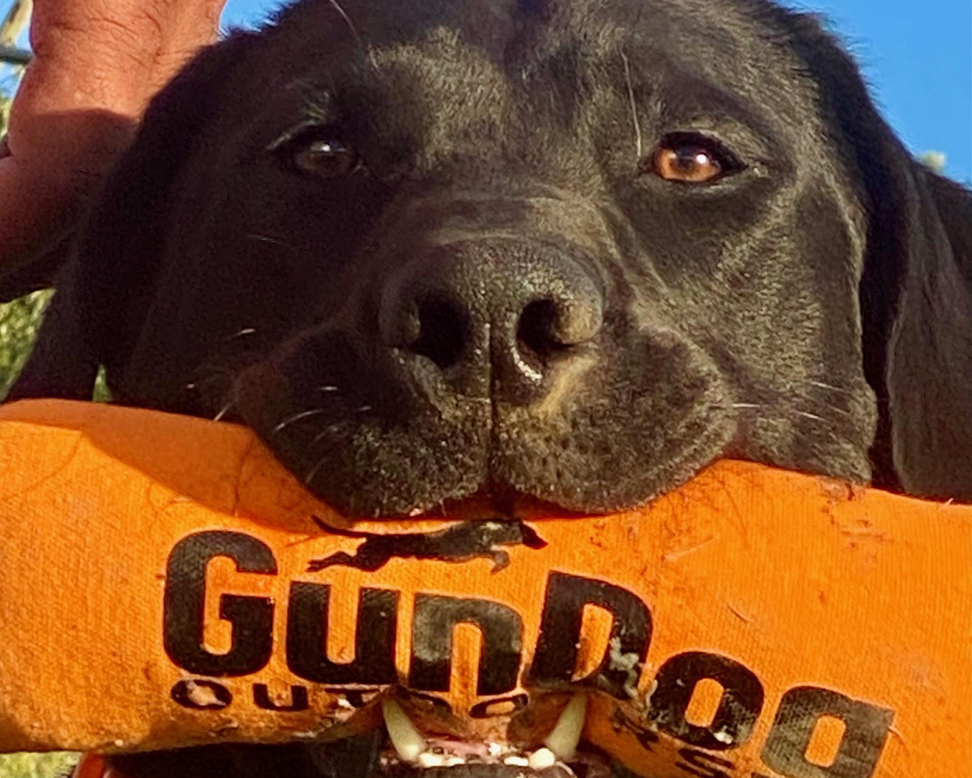 Image of a duck hunting dog using a dog training bumper from GunDog Outdoors.