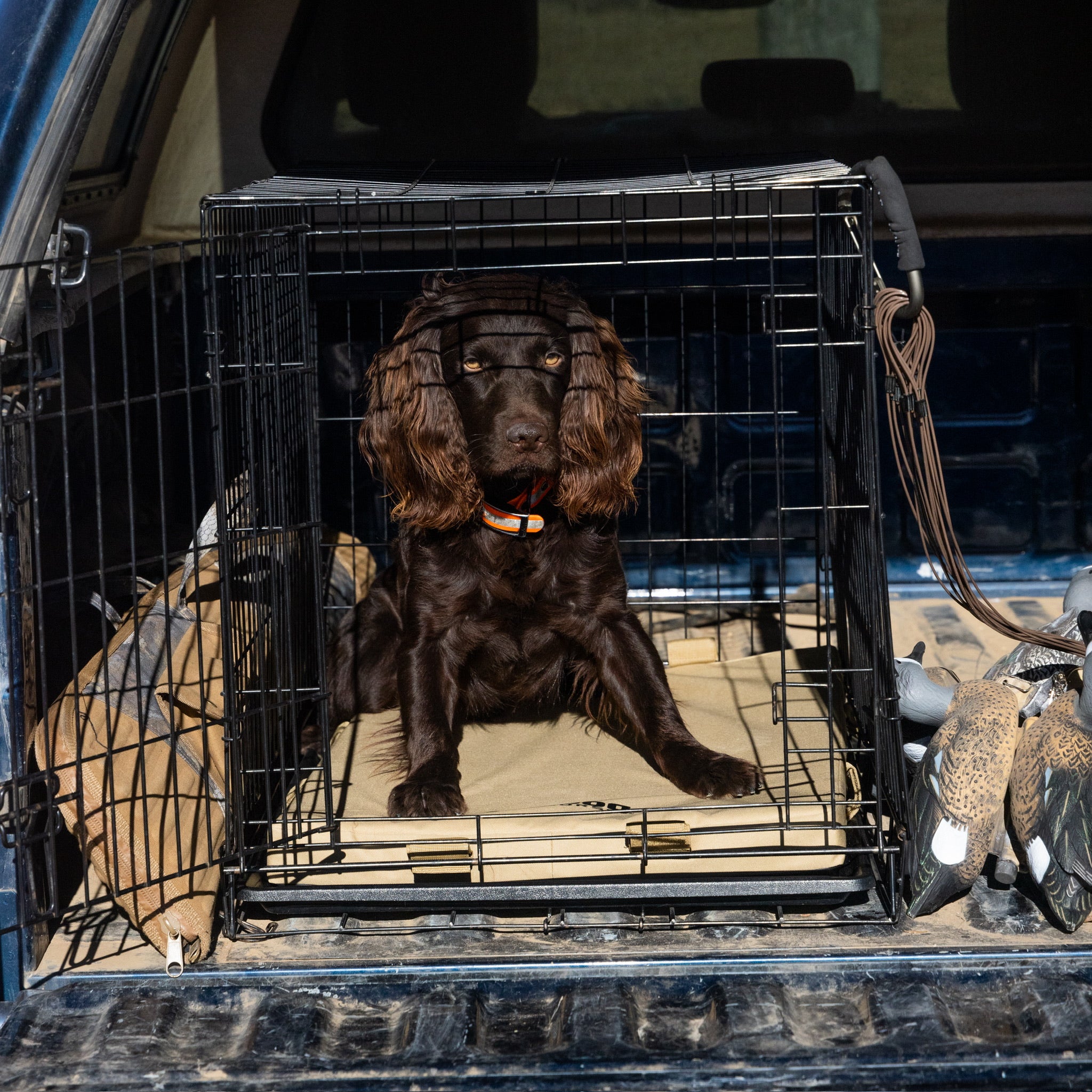 Hunting dog supplies GunDog Outdoors