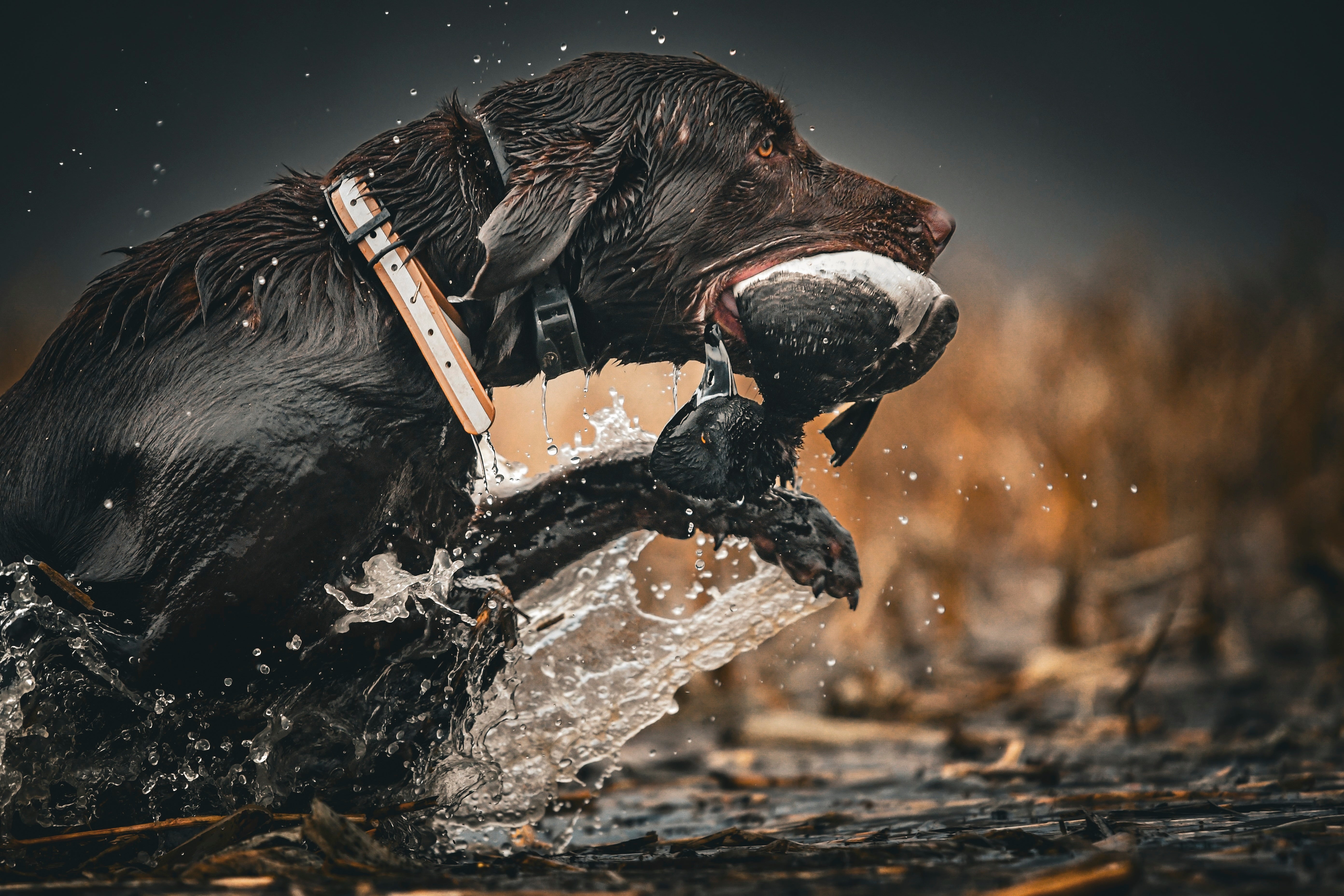 GunDog Outdoors