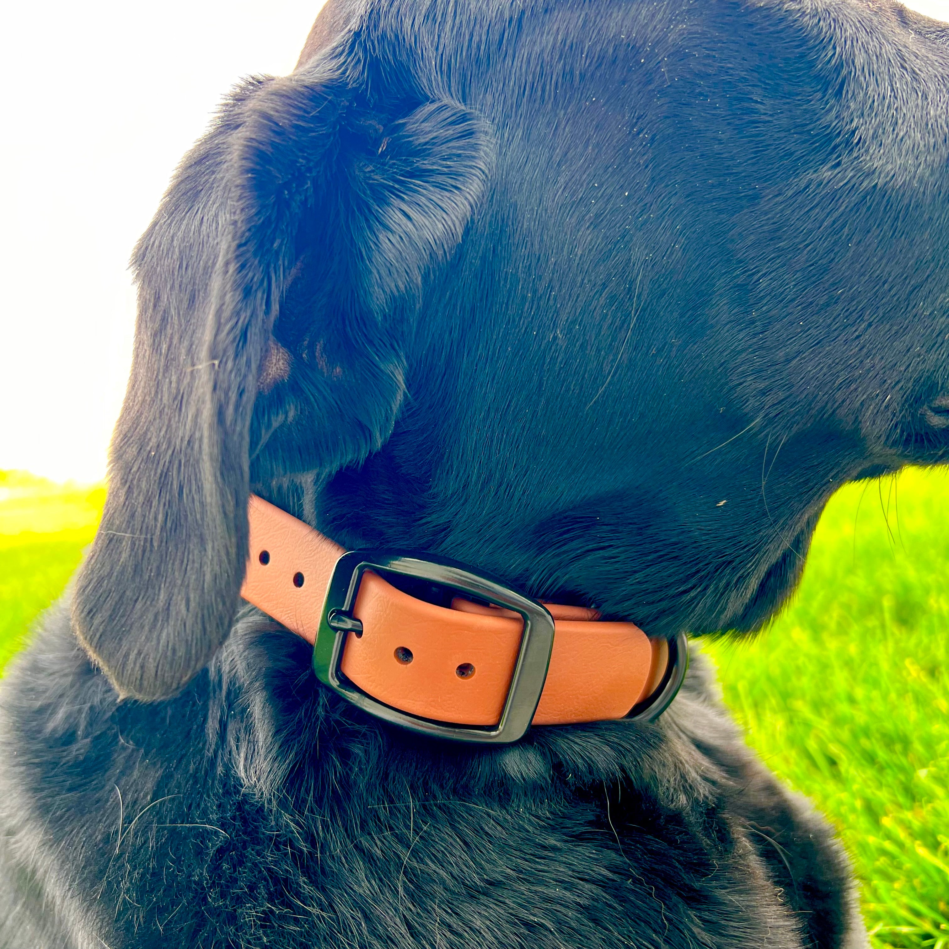 Chestnut Brown Collar