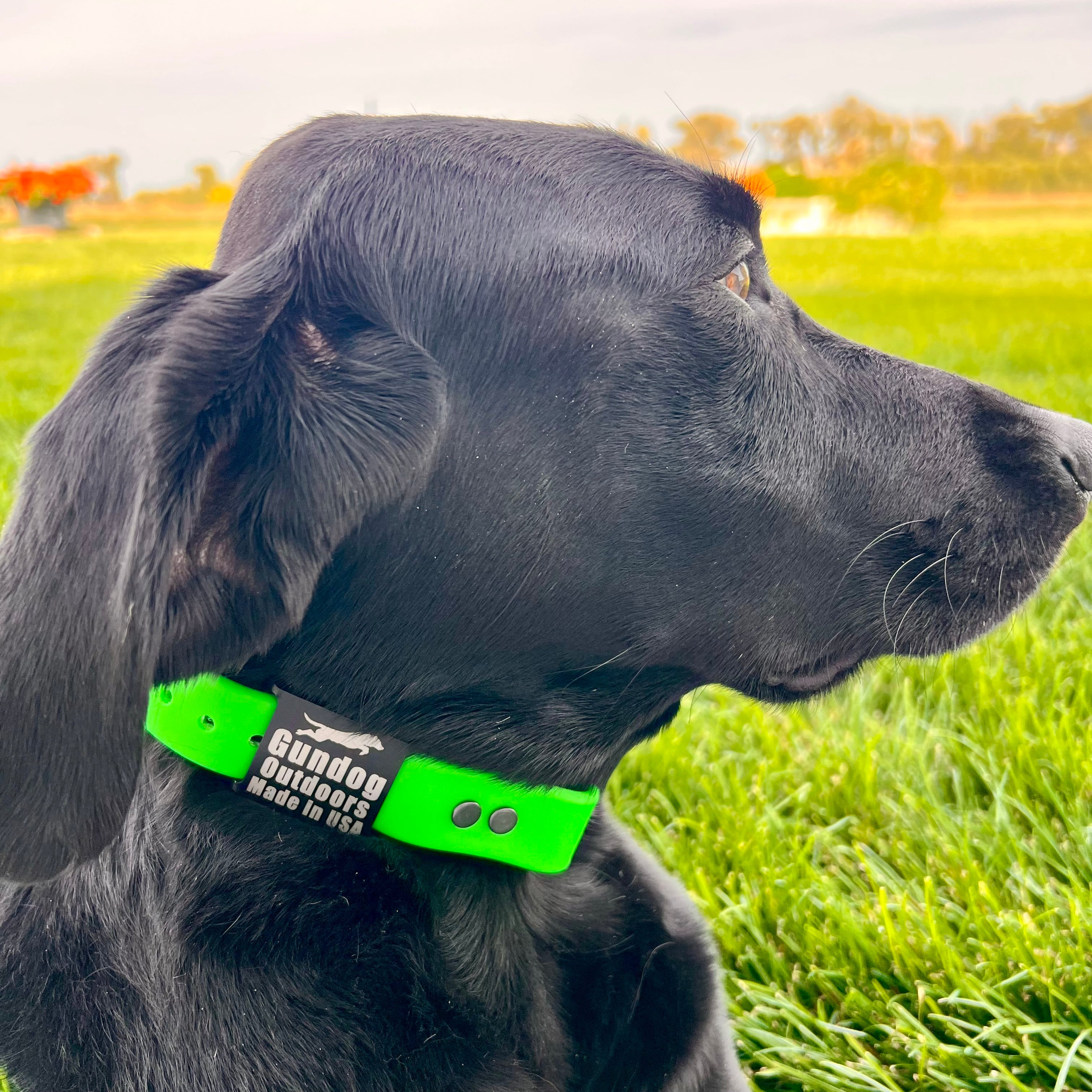 Dog wearing a HiViz green collar
