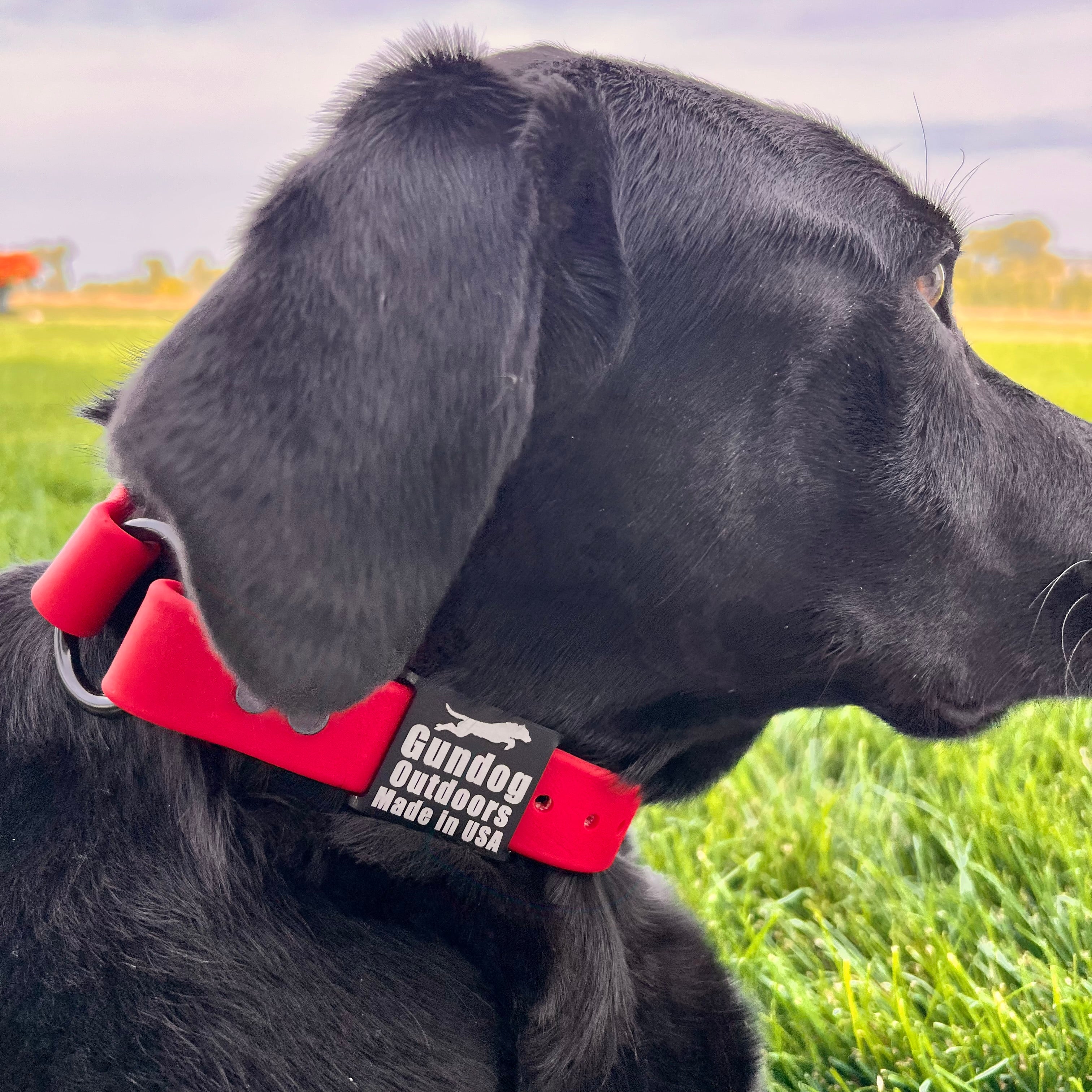 Dog wearing a blood red collar