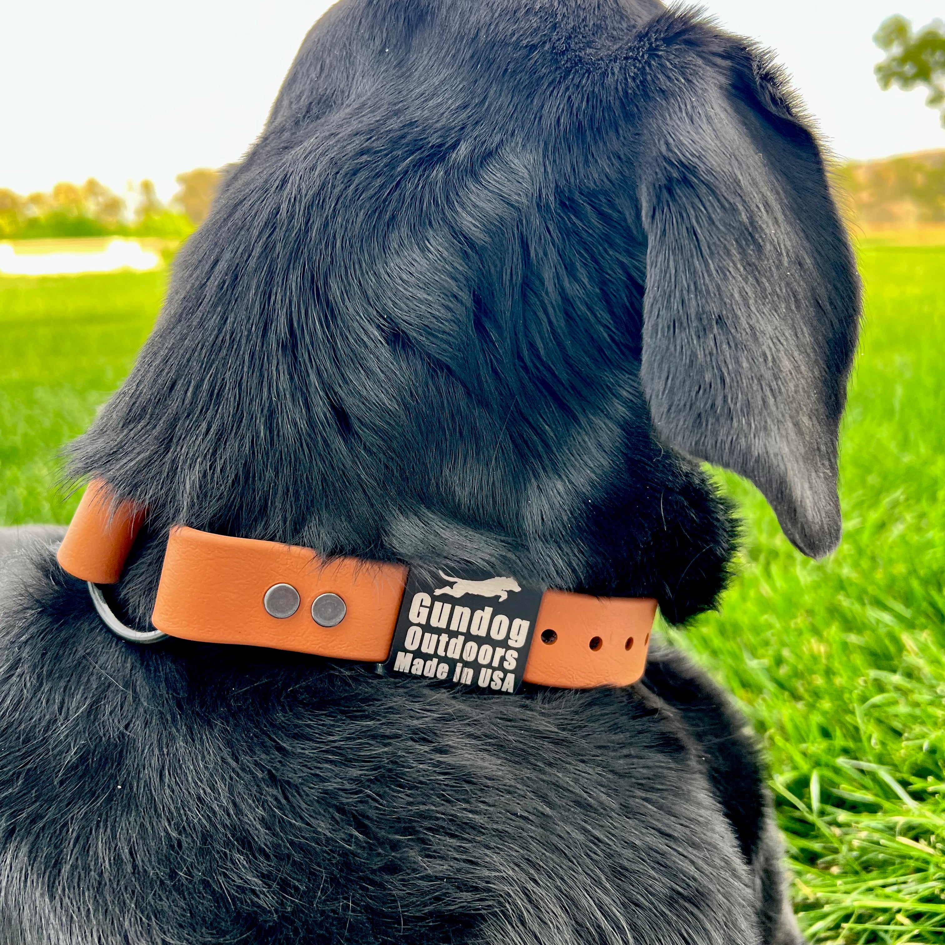Dog wearing a chestnut brown collar