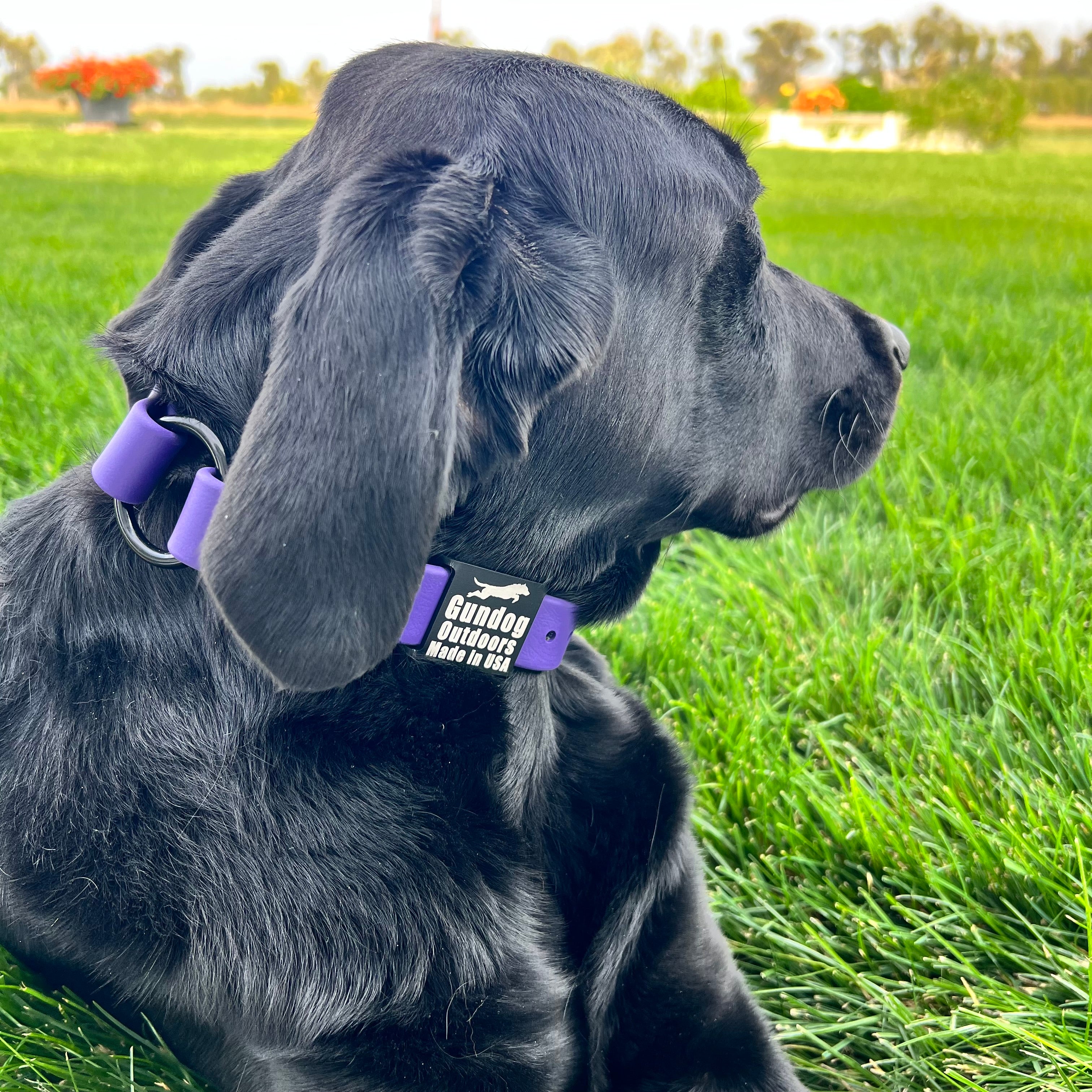 Dog wearing a royal purple collar