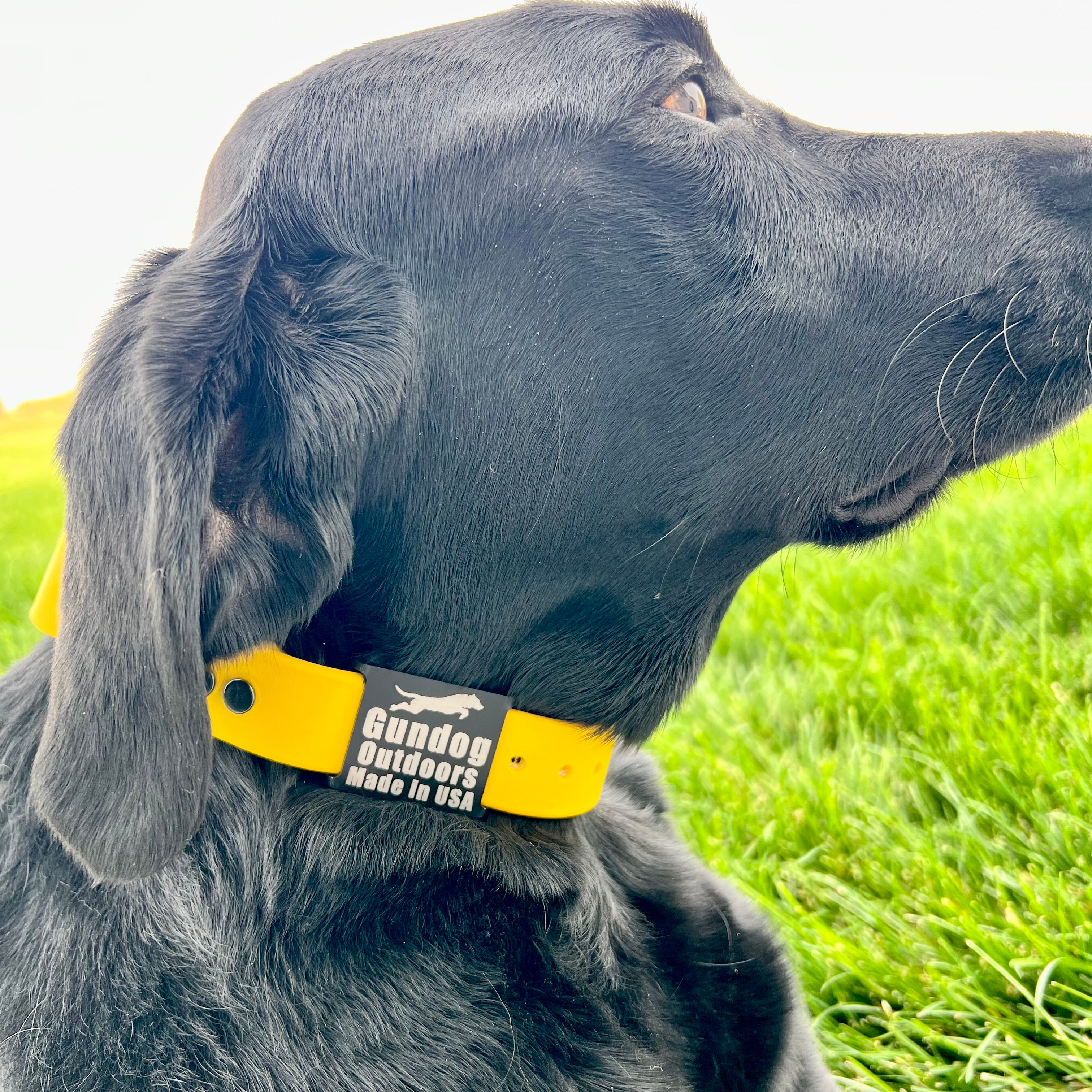 Dog wearing a yellow corn collar
