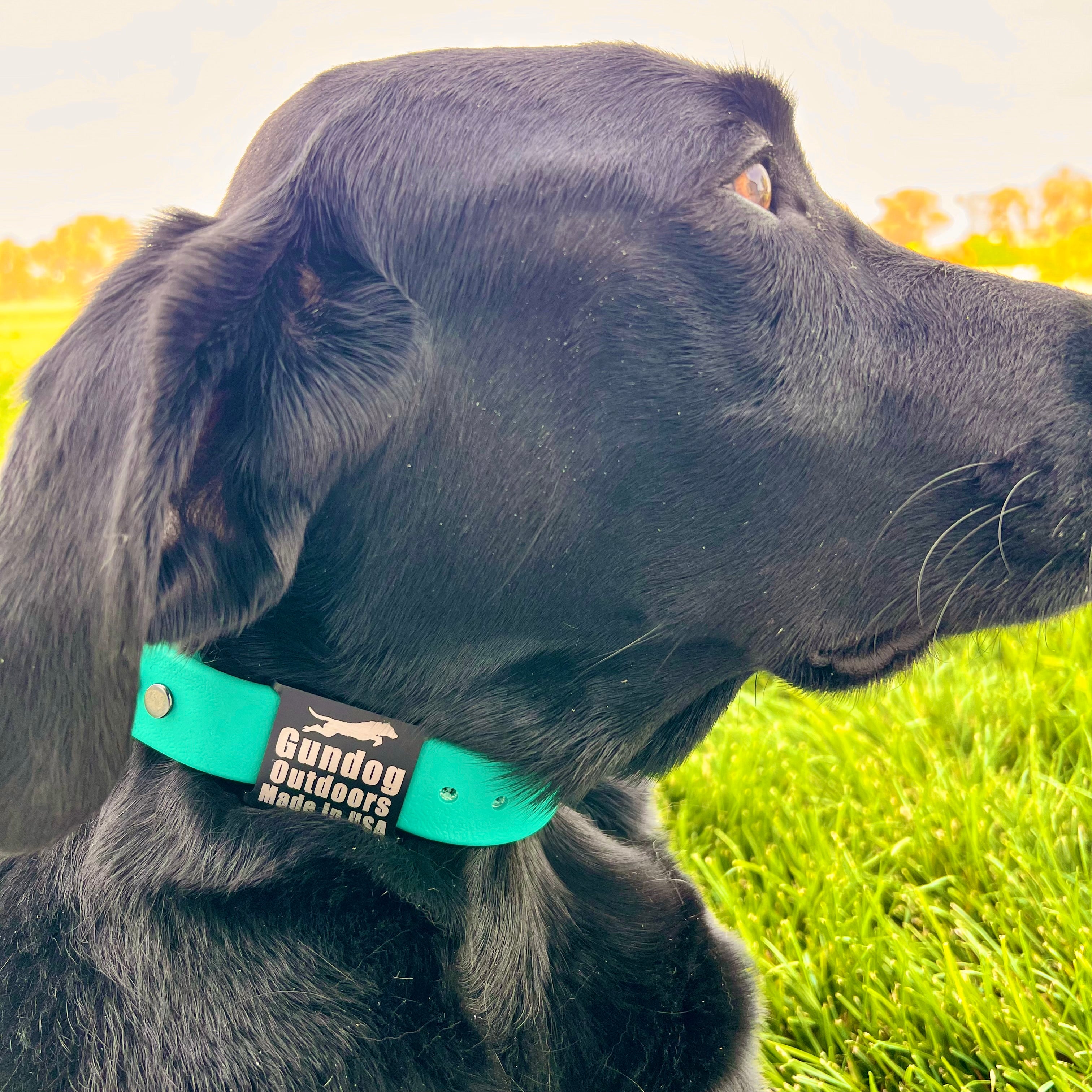 Dog wearing Teal Collar