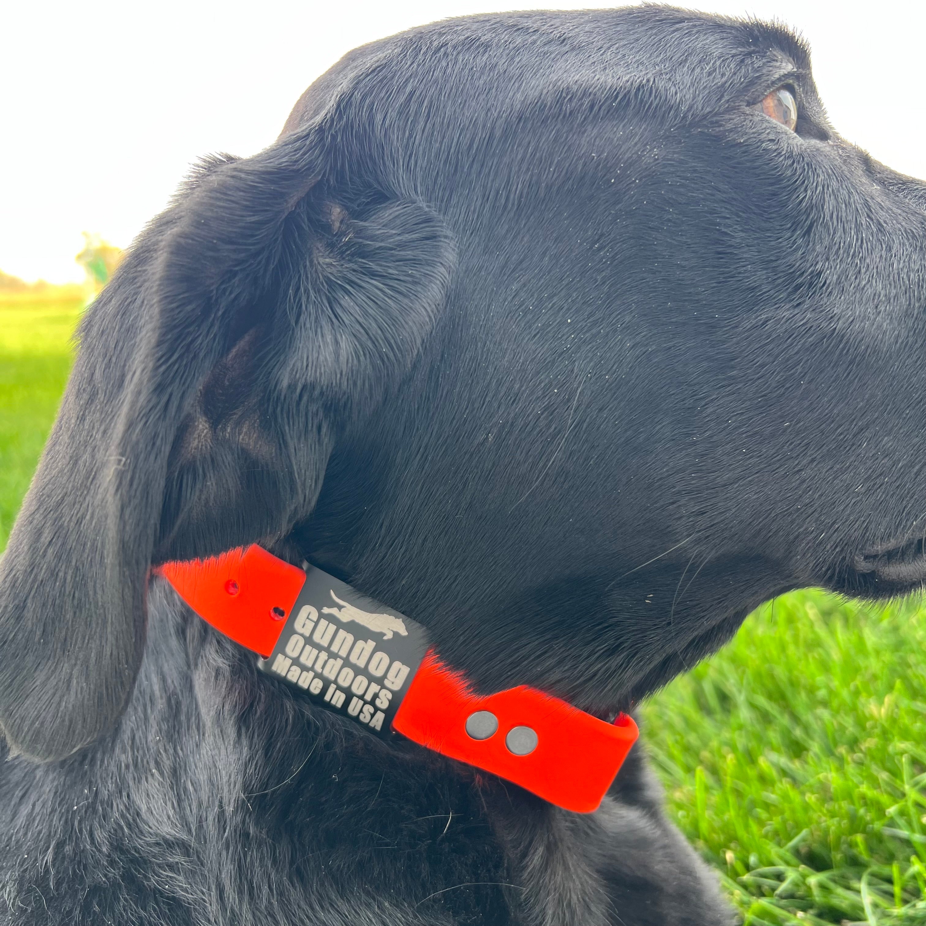 Dog with Blaze Orange Collar