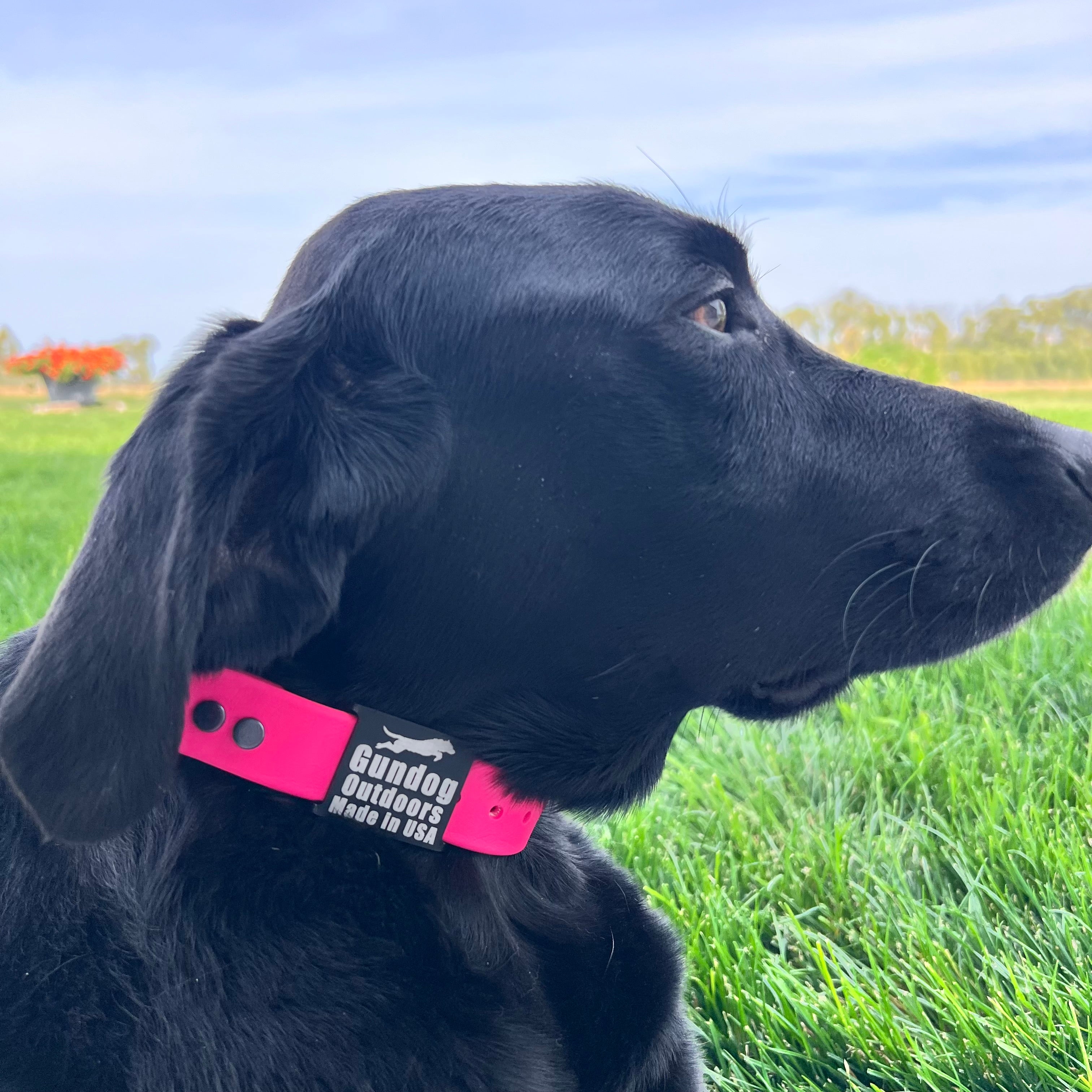 Dog with Hot Pink Collar