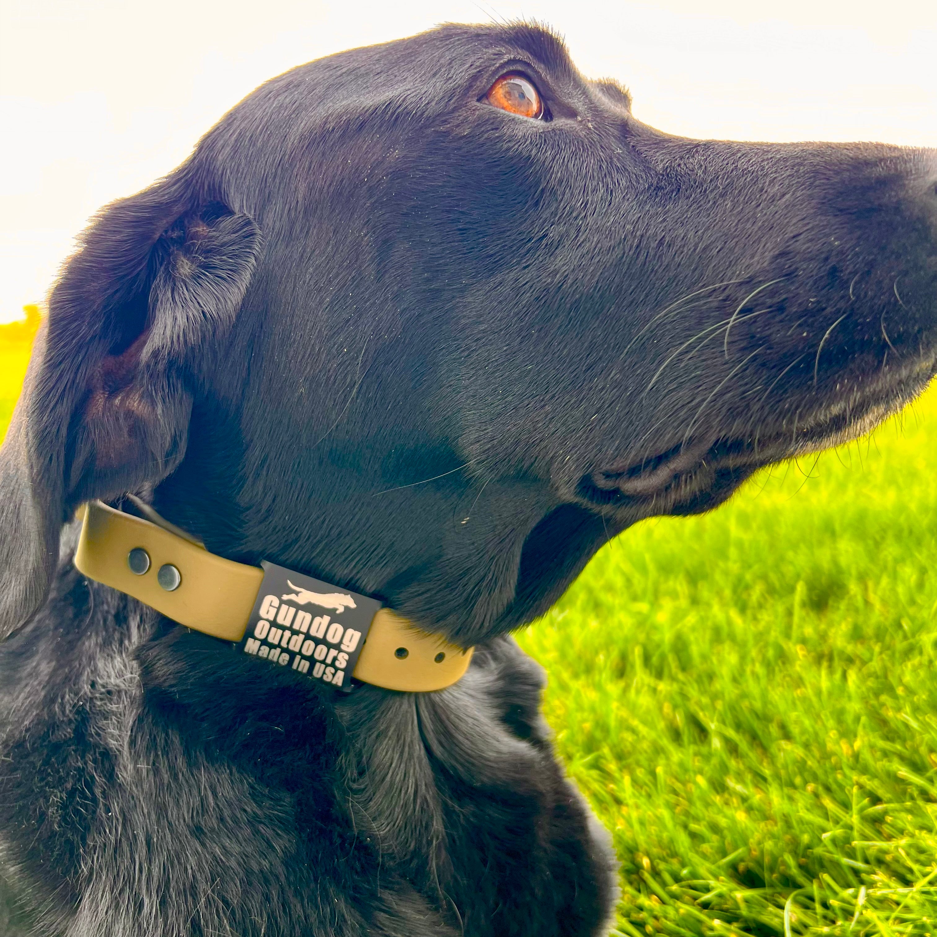 Dog with Olive Collar