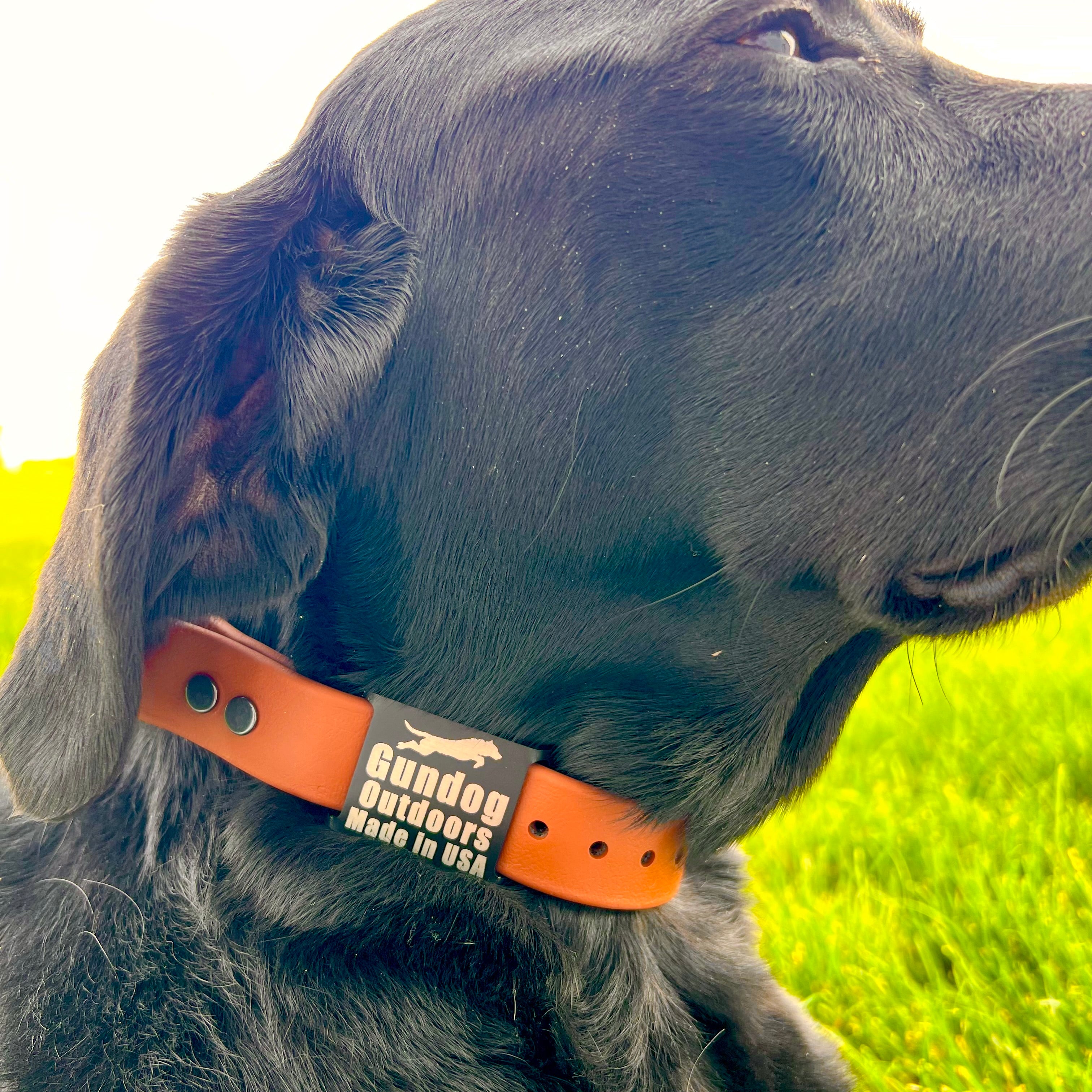 Dog with Saddle Brown Collar