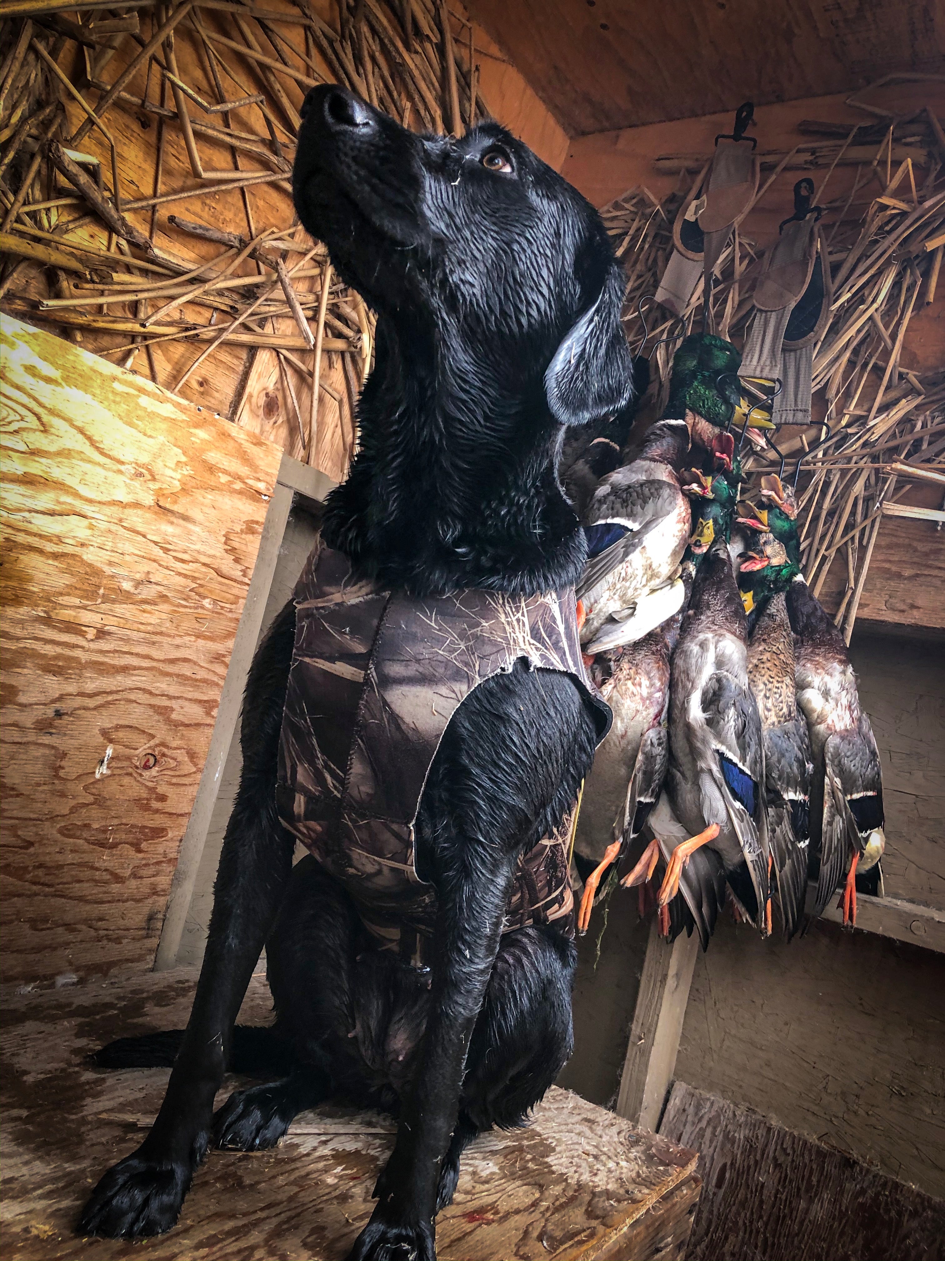 T-shirt "Got Ducks?"