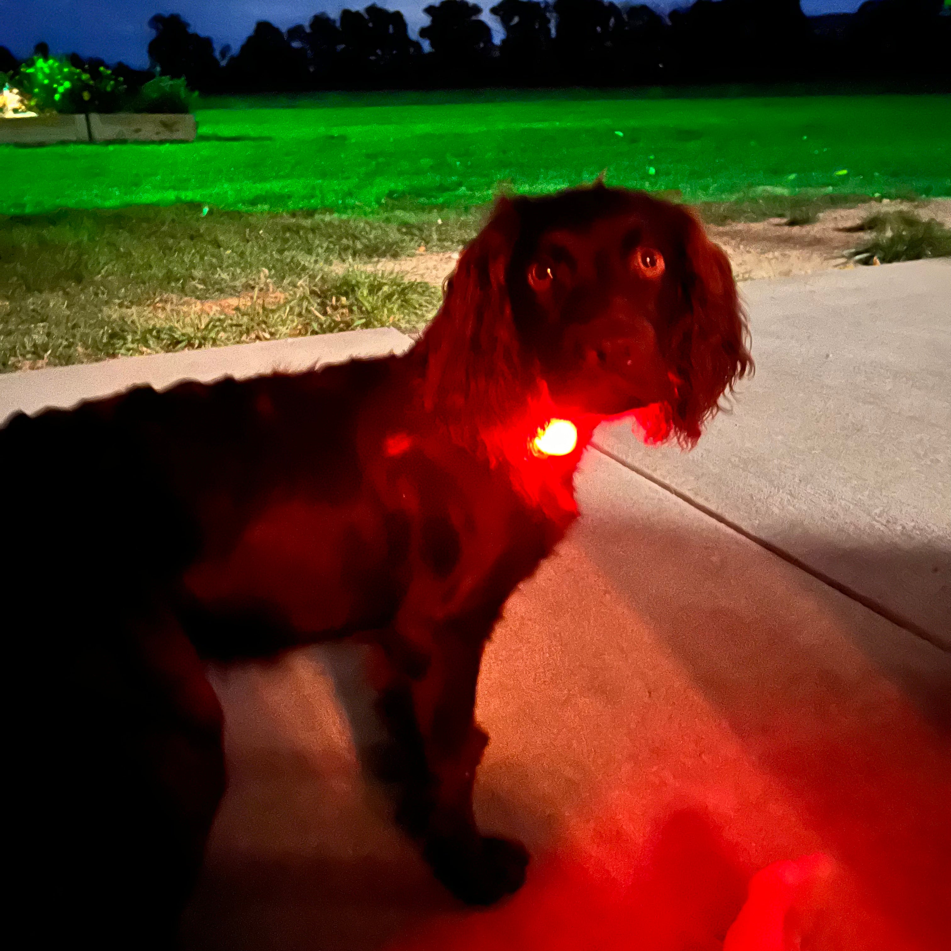 Flashing collar lights dogs best sale