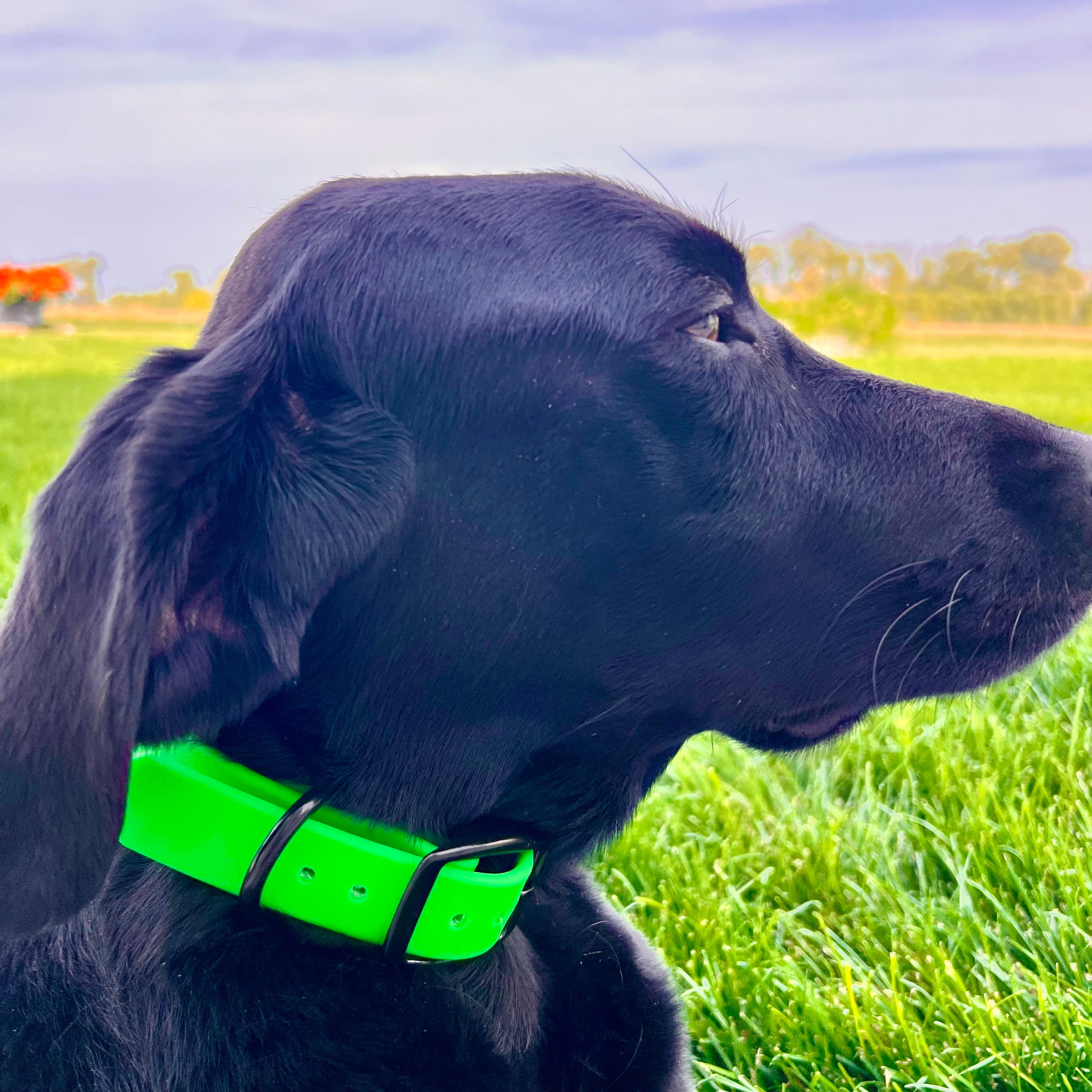 Green HiViz Collar