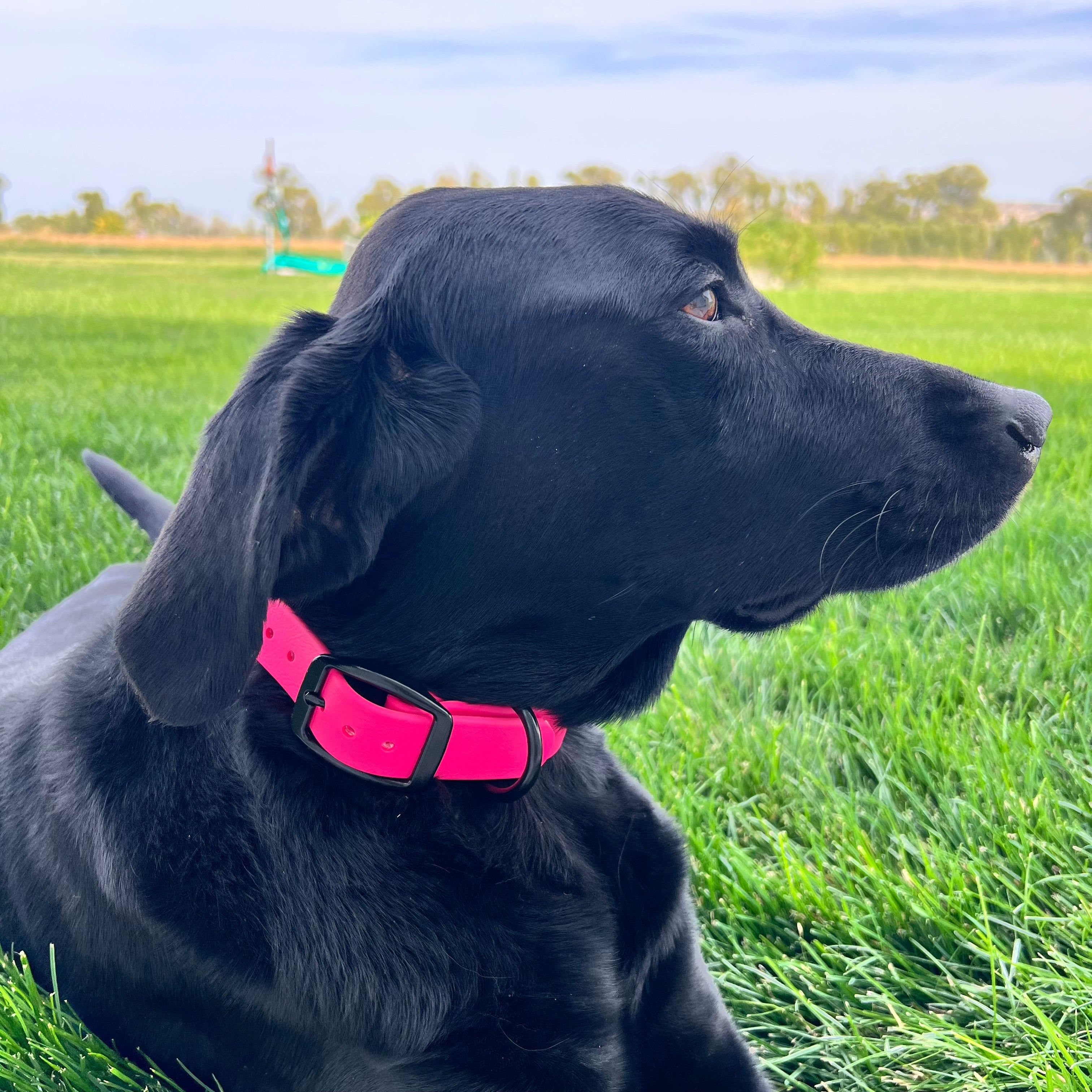 Hot Pink Collar