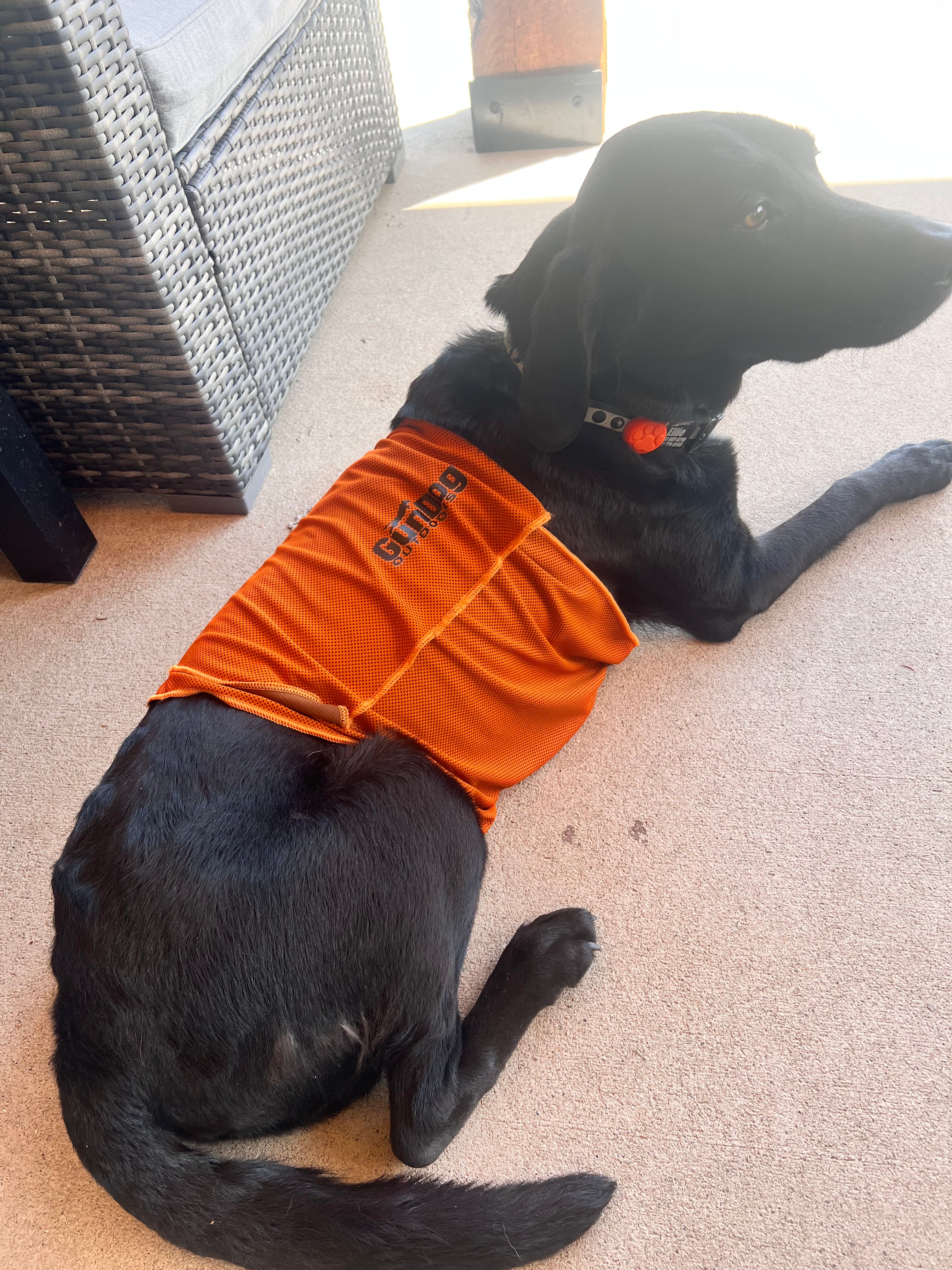 GunDog Outdoors