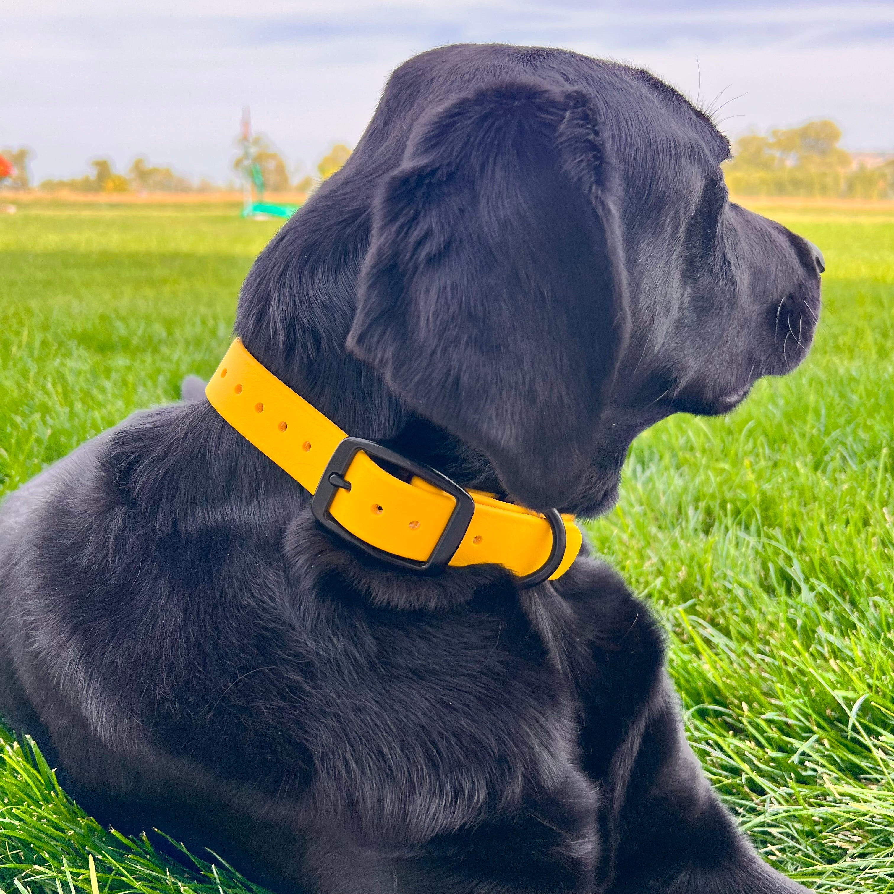 GDO BioThane Collars with DAWG Tag