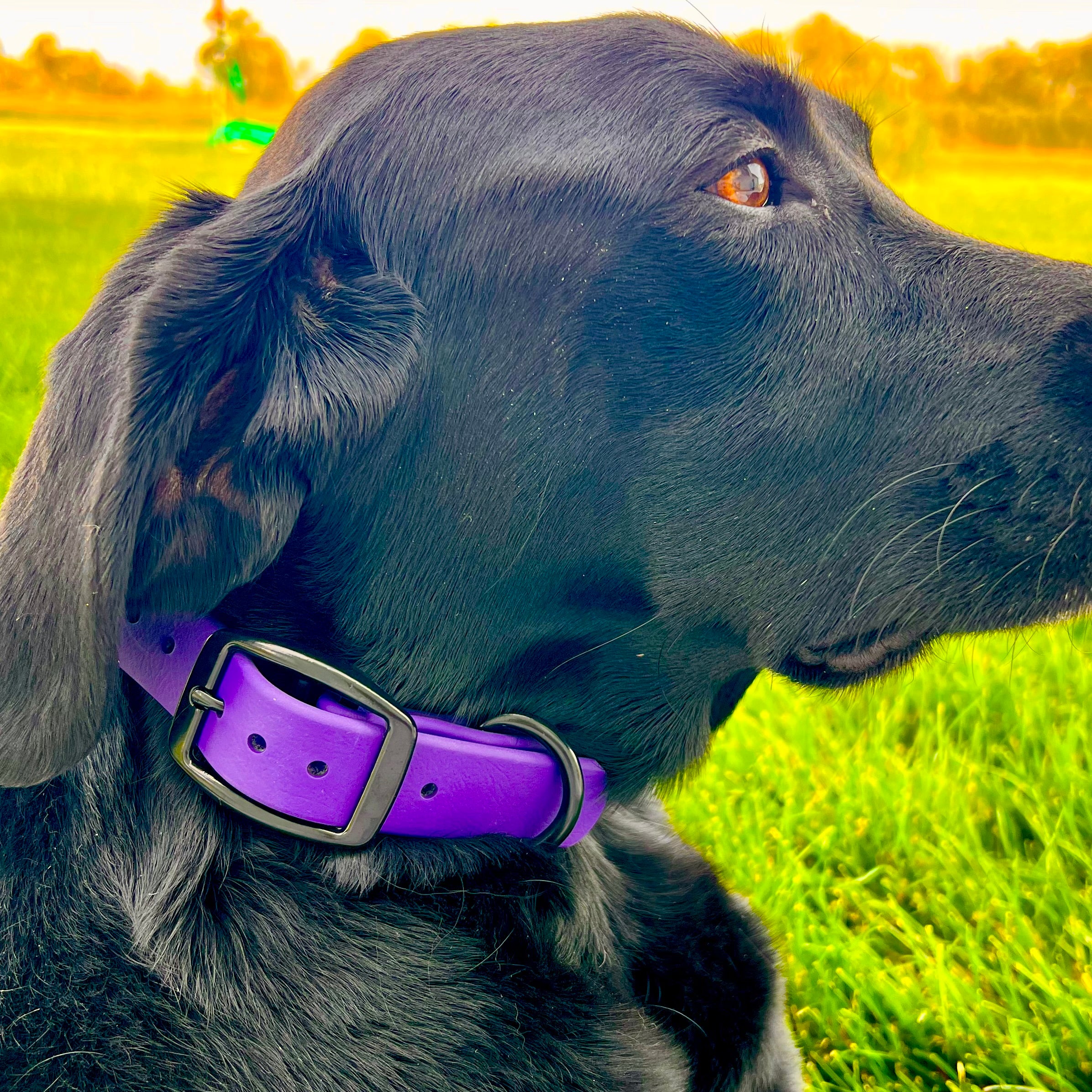 GDO BioThane Collars with DAWG Tag
