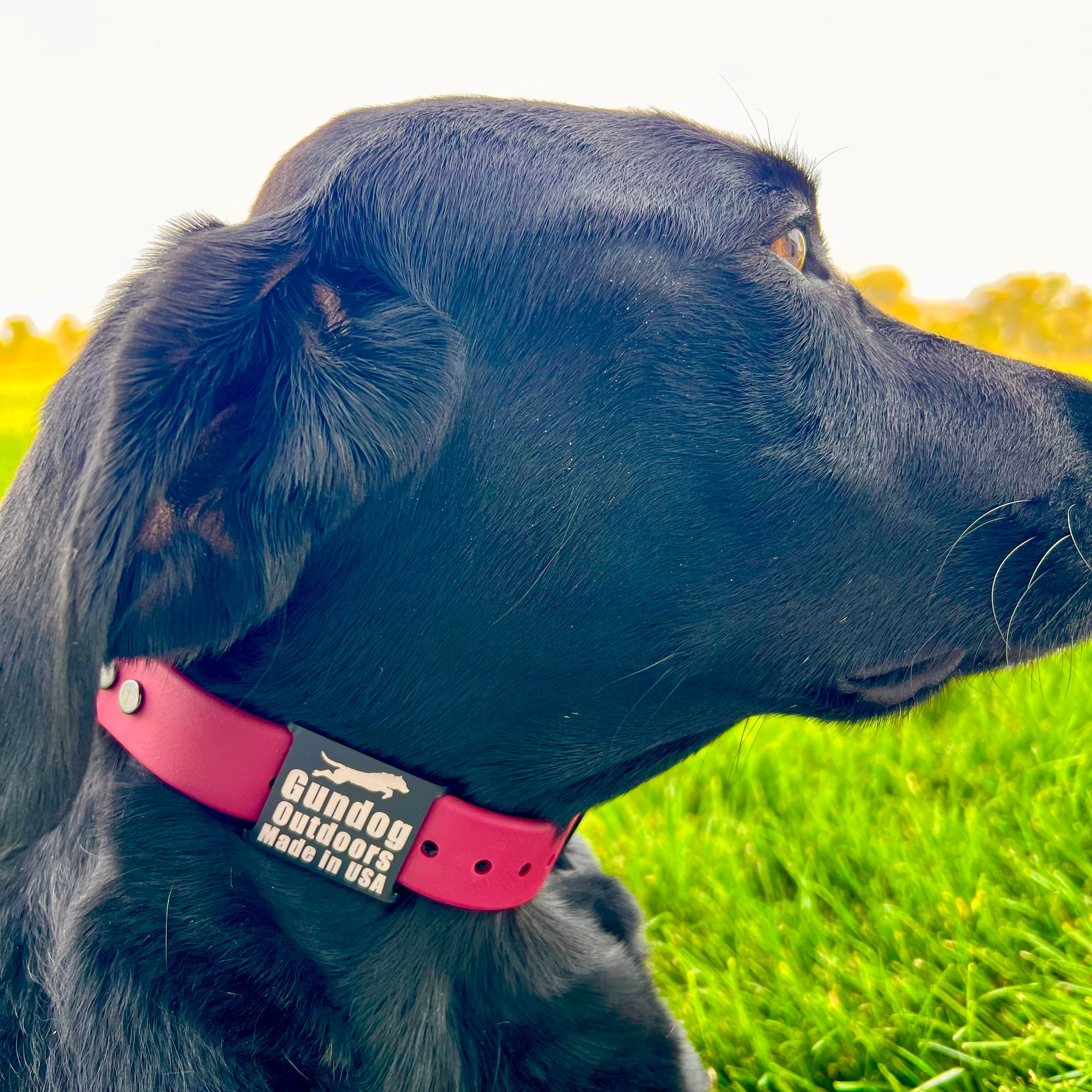 GDO BioThane Collars with DAWG Tag