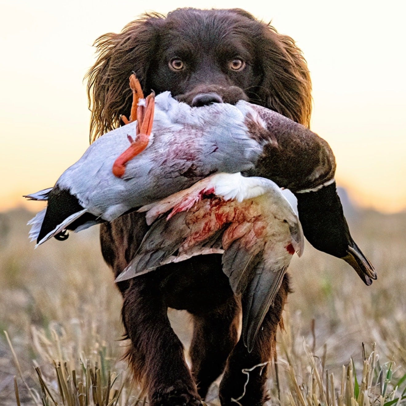 T-shirt "Boykin and greenhead"