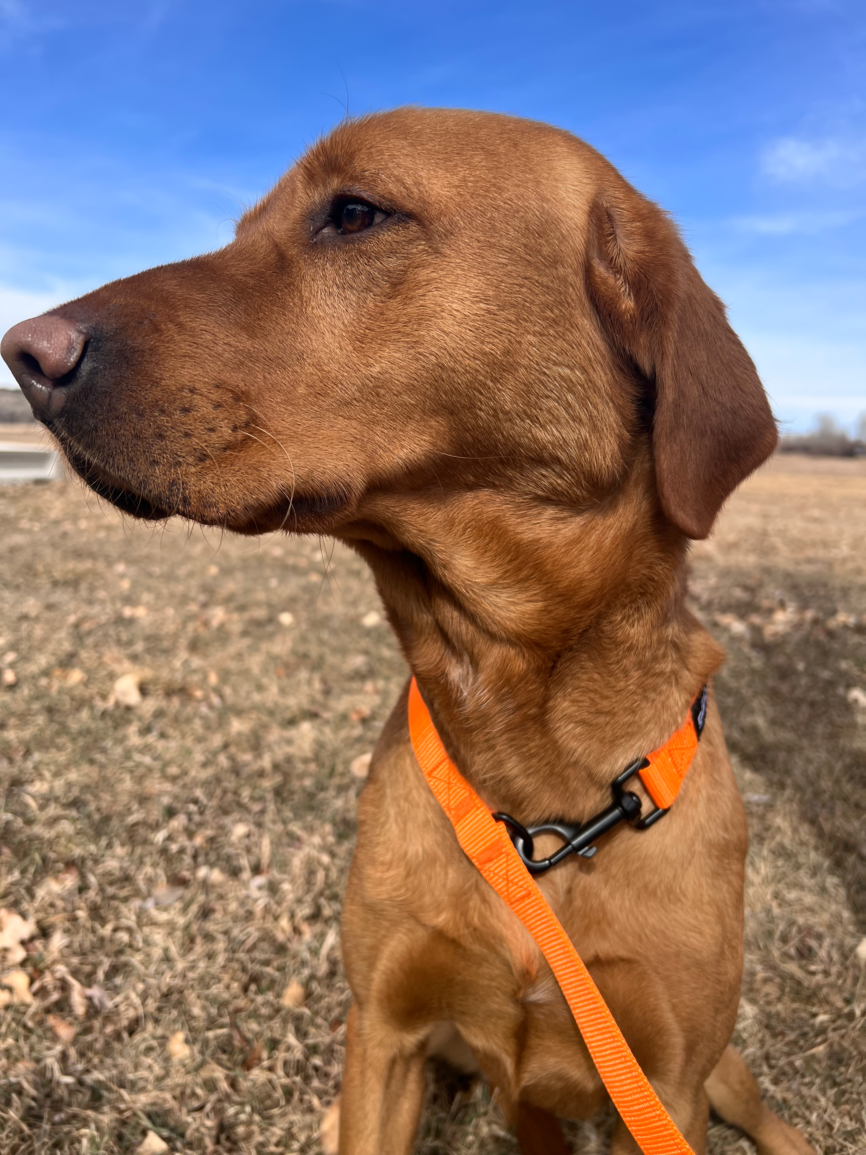 GunDog Outdoors