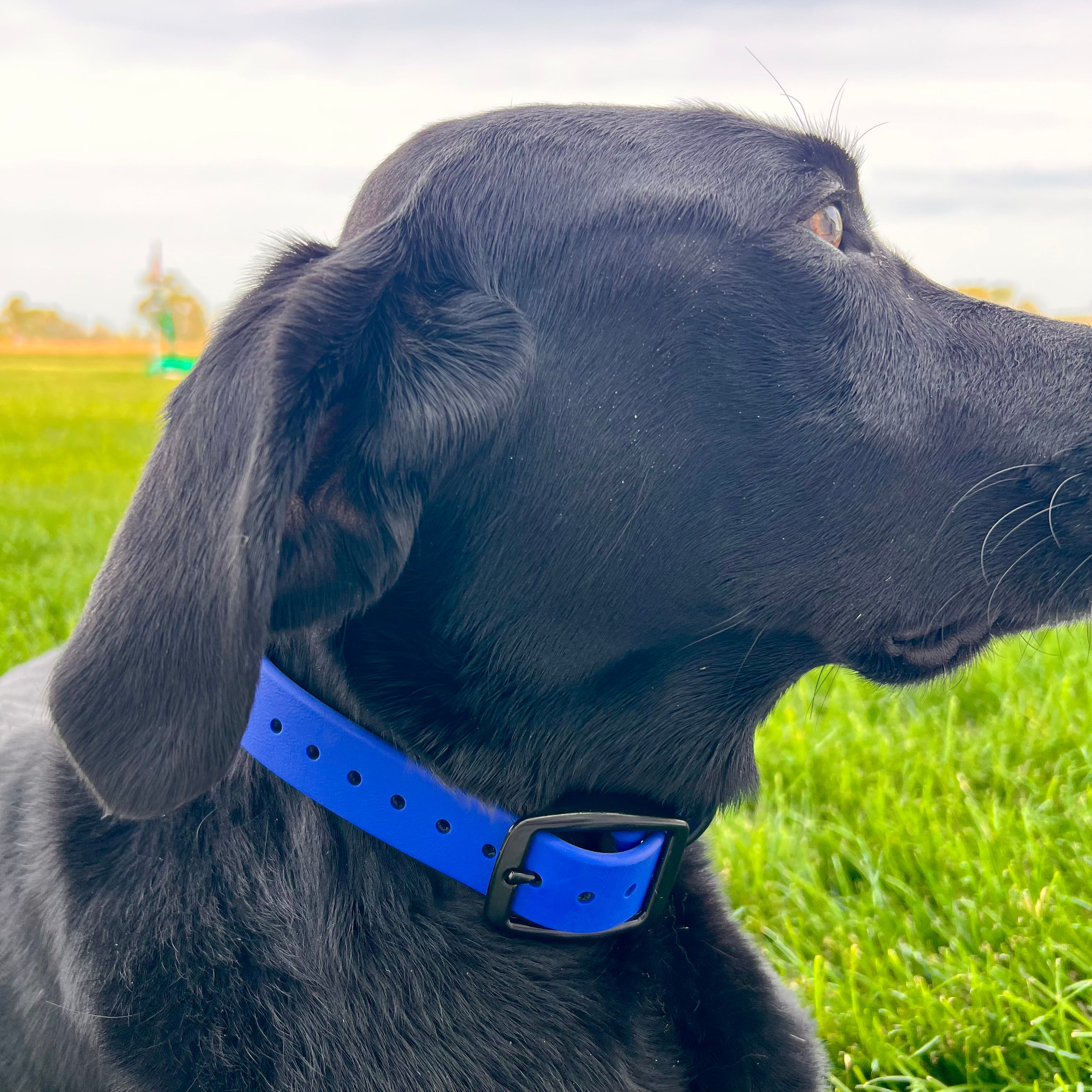 Royal Blue Collar