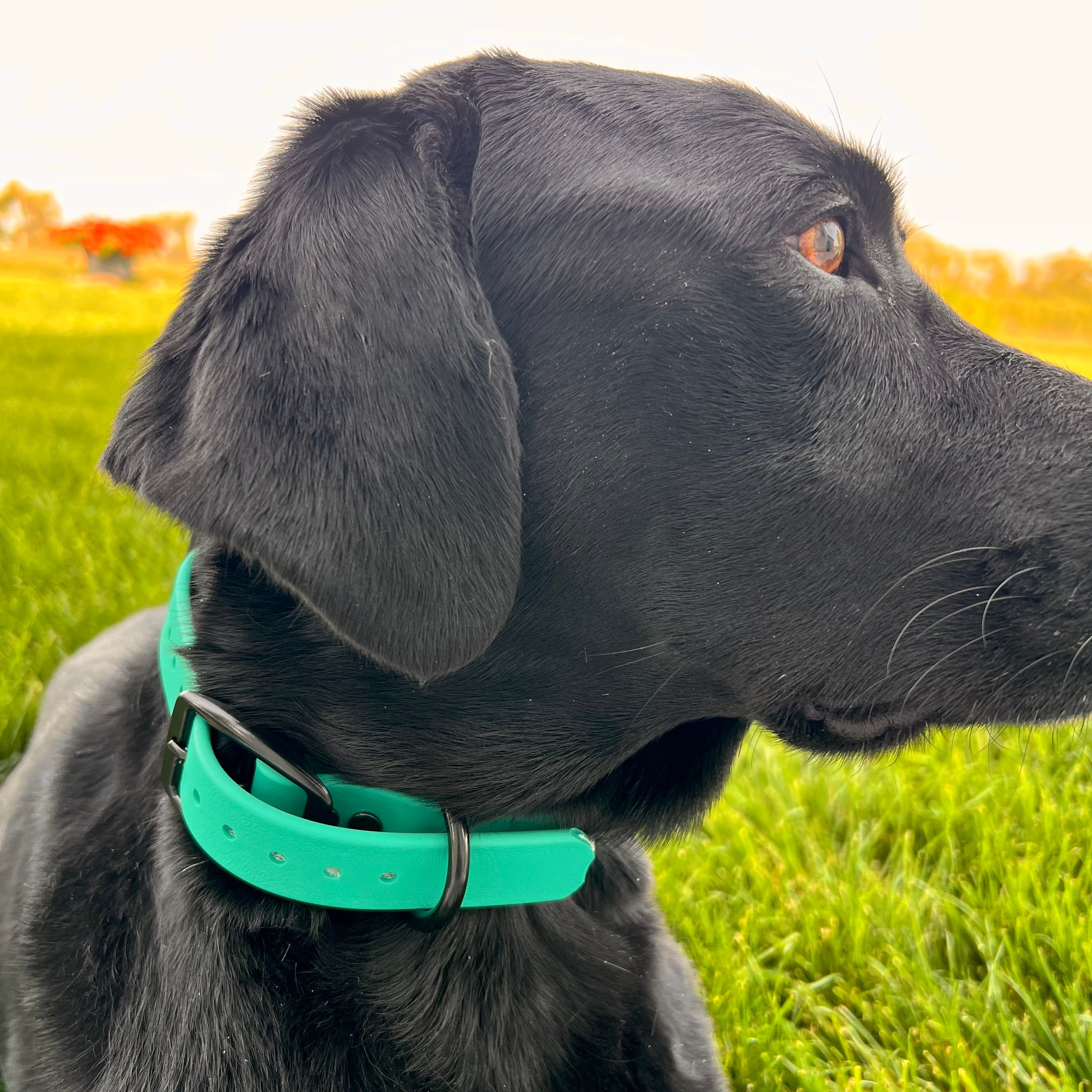 Teal Collar
