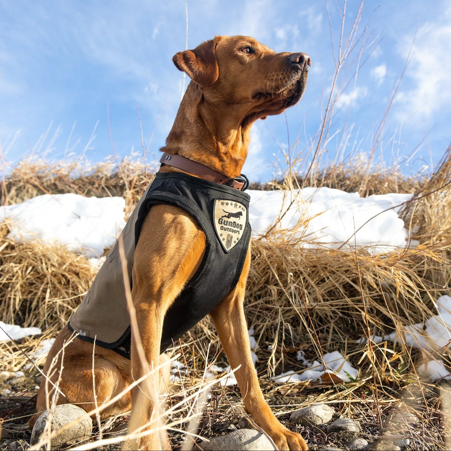 A brown dog sitting outdoors in a snowy, grassy landscape wearing a black and tan dog vest with a shield-shaped logo patch on the back.