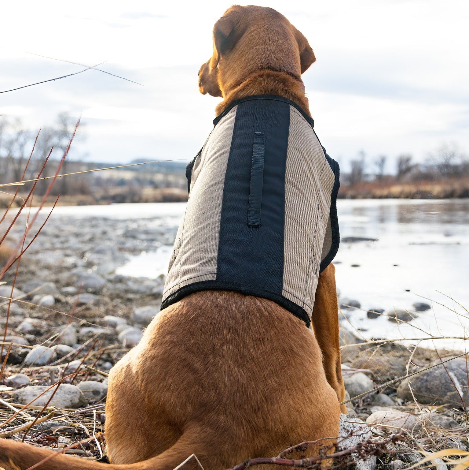 A tan dog sits on a rocky riverbank wearing a quilted dog vest, looking out over a calm river under an overcast sky.