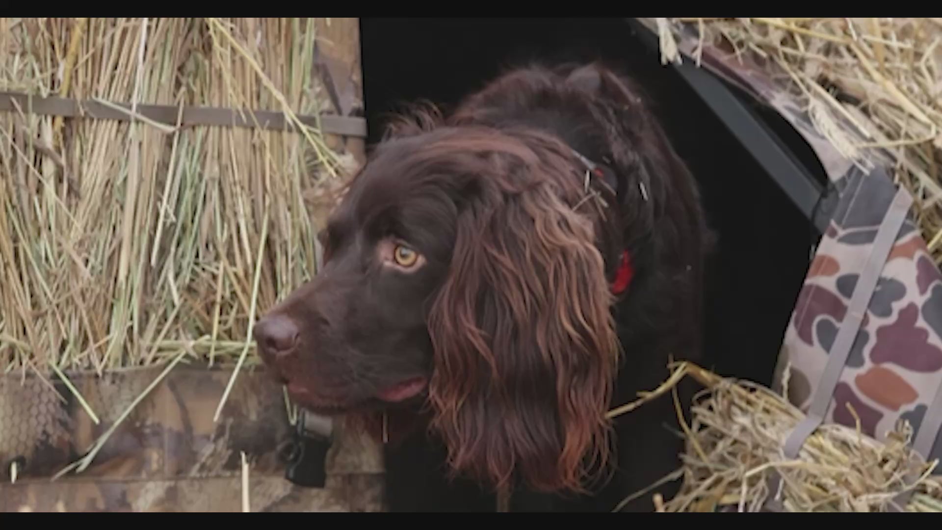 The Bunker Modular Dog Blind
